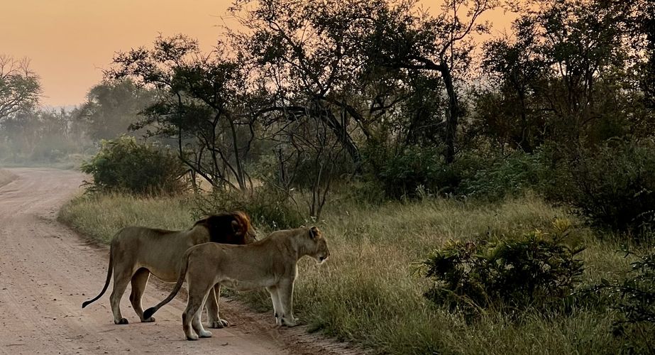 Kruger NP leeuw Zuid Afrika groepsrondreis 7